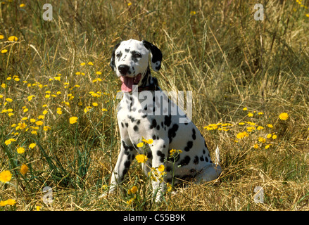 Ritratto di cane dalmata Foto Stock