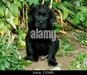 Ritratto di Labrador Retriever cucciolo Foto Stock