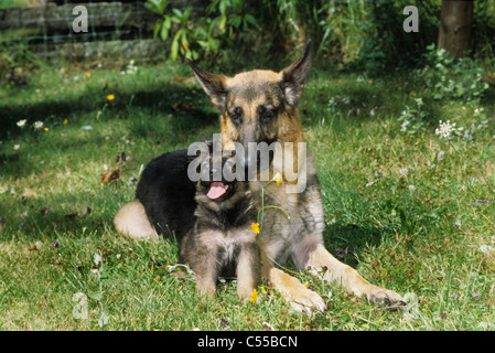 Ritratto di pastore tedesco cane Foto Stock