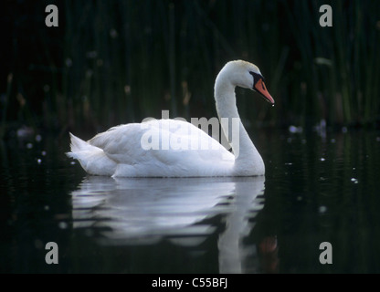 Swan nuotare in un lago Foto Stock