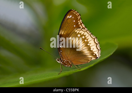 Grande (Eggfly Hypolimnas bolina) su una foglia verde Foto Stock
