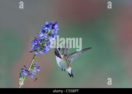 Calliope hummingbird (Stellula calliope) alimentazione su un fiore Foto Stock