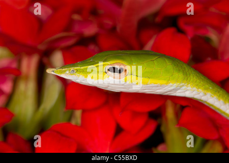 Close-up di un vitigno verde serpente (Ahaetulla nasuta)