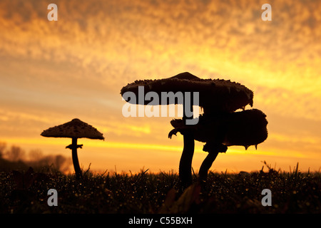 I Paesi Bassi, Winterswijk, Autunno, Parasol fungo all'alba. Macrolepiota procera. Foto Stock