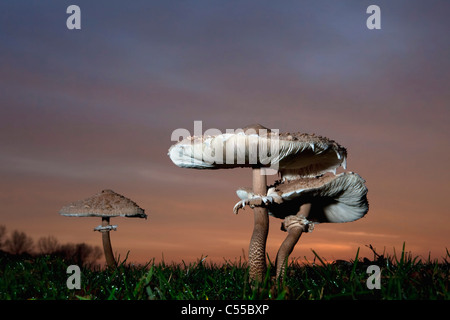 I Paesi Bassi, Winterswijk, Autunno, Parasol fungo all'alba. Macrolepiota procera. Foto Stock