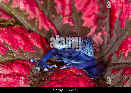 Veleno blu Freccia (Rana Dendrobates azureus) su un fiore Foto Stock