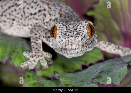 Close-up di un Orientale spinoso-tailed Gecko (Strophurus williamsi) Foto Stock