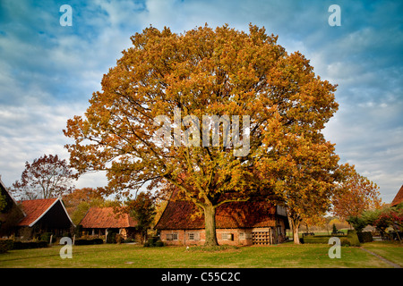 I Paesi Bassi, Winterswijk, colori autunnali, albero nella parte anteriore della fattoria. Foto Stock