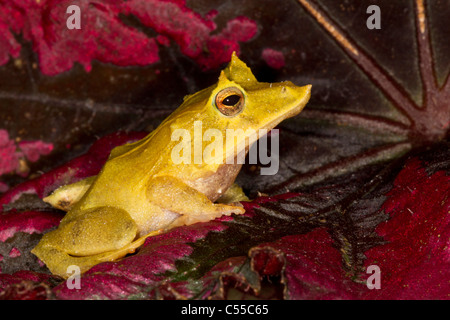 Close-up di un Isola Salomone rana foglia (Ceratobatrachus guentheri) Foto Stock