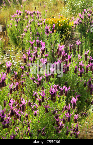 Schopf-Lavendel - lavanda francese 02 Foto Stock