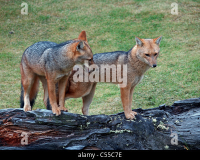 Sud Americana Gray Fox in Torres del Paine, Cile Foto Stock