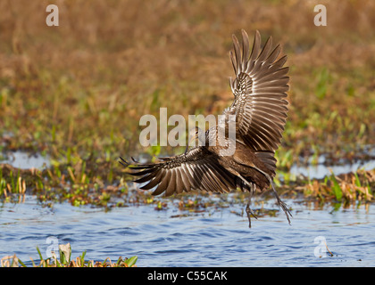 Limpkin (Aramus guarauna) lo sbarco su acqua Foto Stock