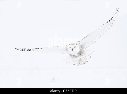 Civetta delle nevi (Nyctea scandiaca) femmina in volo Foto Stock