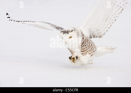 Civetta delle nevi (Nyctea scandiaca) caccia femmina Foto Stock