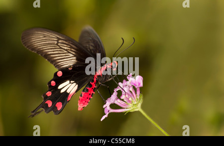 Comune a coda di rondine di Rose Butterfly, Atrophaneura aristolochiae, Pachliopta aristolochiae Foto Stock