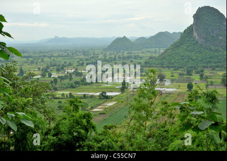 Alberi in un campo, Erawan Grotta, Na Wang District Nong Bua Lamphu Provincia, Thailandia Foto Stock