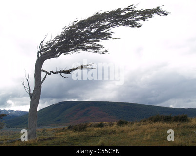 Argentina Tierra del Fuego Banner tree Foto Stock