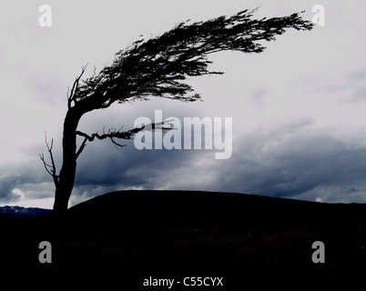 Argentina Tierra del Fuego Banner silhouette ad albero Foto Stock