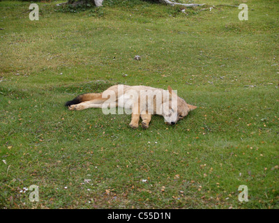 Sud Americana Gray Fox Foto Stock