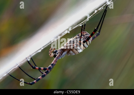 Giardino whitebacked spider Foto Stock