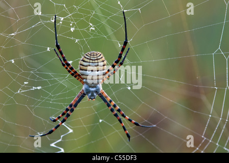 Giardino whitebacked spider Foto Stock