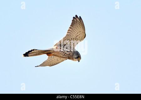 I Paesi Bassi, Nijmegen, comune il gheppio, il Falco tinnunculus. Famiglia di Falcon. Foto Stock