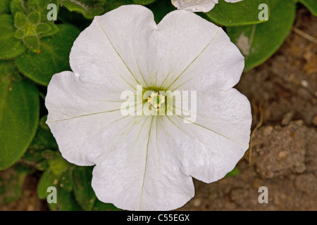 Close up of a white petunia flower Foto Stock