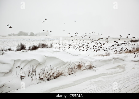 I Paesi Bassi, Usquert, neve in canal con la fattoria in background. Anatre battenti Foto Stock