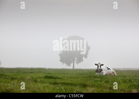 I Paesi Bassi, Epen, latte di mucca e di albero nella nebbia di mattina. Foto Stock