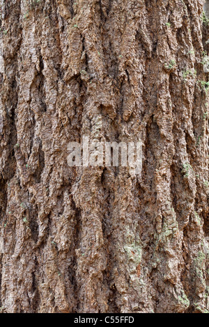 Douglas Fir (Pseudotsuga menziesii) abbaio Foto Stock