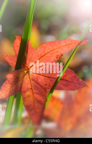 Caduto maple leaf su un impianto, Guillemot Cove Riserva Naturale, Seabeck, Kitsap County, nello Stato di Washington, USA Foto Stock