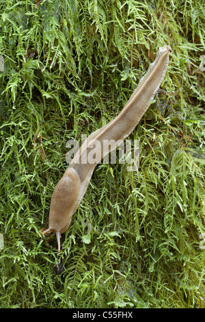 Banana slug (Ariolimax columbianus) su MOSS, Guillemot Cove Riserva Naturale, Seabeck, Kitsap County, nello Stato di Washington, USA Foto Stock