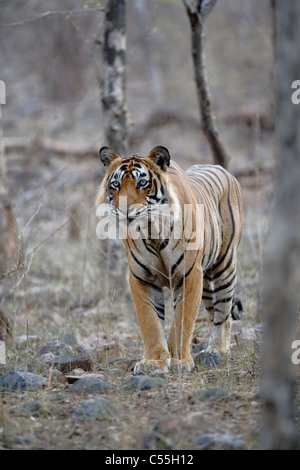 Tigre del Bengala mantenendo un occhio sulla preda nel bosco selvatico di Ranthambhore, India. ( Panthera Tigris ) Foto Stock