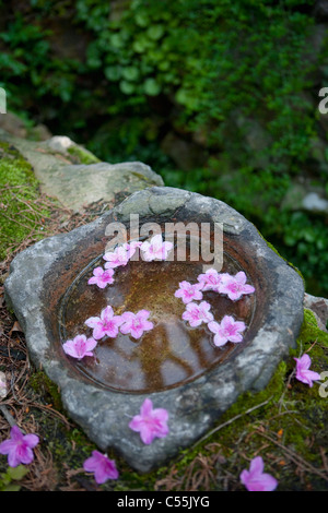 Caduti petali di azalea Foto Stock