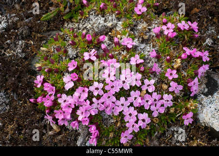 Angolo di alta vista di Moss Campion (Silene acaulis) fiori, Spitsbergen, isole Svalbard, Norvegia Foto Stock