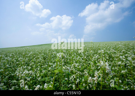 Il grano saraceno di campo dei fiori sotto il cielo Foto Stock