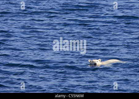 Orso polare (Ursus maritimus) nuotare nell'oceano, Spitsbergen, isole Svalbard, Norvegia Foto Stock