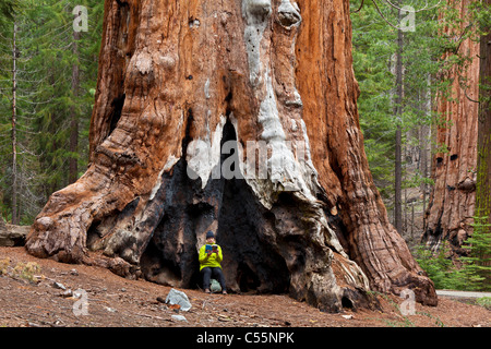 Appoggio turistico guida di lettura contro un gigantesco albero di sequoia Mariposa grove Yosemite National Park California USA Foto Stock