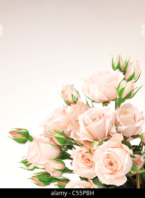 Fresche rose rosa frontiera, bellissimi fiori isolati Foto Stock