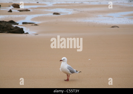 Seagull in piedi su una spiaggia di sabbia a Burnie Tasmania Australia Foto Stock