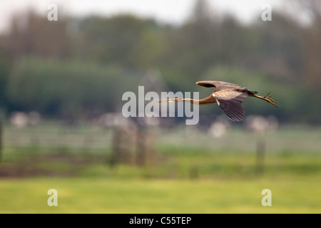 I Paesi Bassi, Groot Ammers, Airone rosso, Ardea purpurea, battenti. Foto Stock