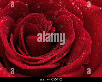 Primo piano di una bella rosa rossa con gocce di acqua sui suoi petali Foto Stock