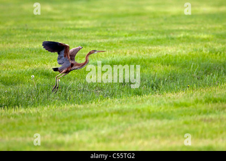 I Paesi Bassi, Groot Ammers, Airone rosso, Ardea purpurea, lo sbarco. Foto Stock