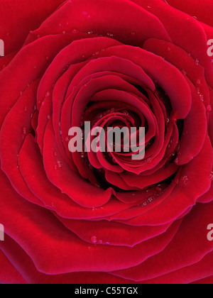 Primo piano di una bella rosa rossa con gocce di acqua sui suoi petali Foto Stock