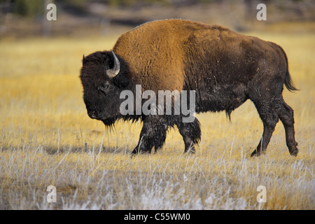 I bisonti americani (Bison bison) pascolare in un campo, il Parco Nazionale di Yellowstone, Wyoming USA Foto Stock