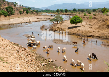 Bovini di bere in un fiume nella bassa valle dell'Omo, Etiopia. Foto Stock