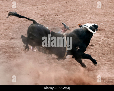 Concorrente caduta durante il toro di equitazione evento presso l annuale Indian Rodeo tenutasi a Mescalero, Nuovo Messico. Foto Stock