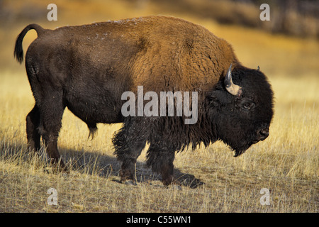 I bisonti americani (Bison bison) pascolare in un campo, abbassare il Geyser Basin, il Parco Nazionale di Yellowstone, Wyoming USA Foto Stock