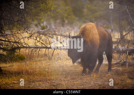 I bisonti americani (Bison bison) pascolare in un campo, abbassare il Geyser Basin, il Parco Nazionale di Yellowstone, Wyoming USA Foto Stock