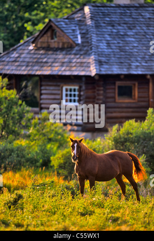 Cavallo in piedi in un campo, Alberta, Canada Foto Stock